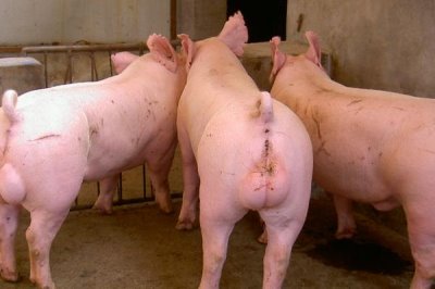 养殖白猪不养黑猪的原因,白猪的生长速度快且成本低