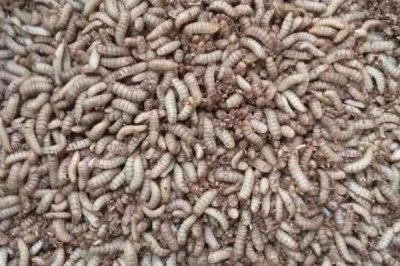 黑水虻的养殖技术,选在有大量禽畜粪便和生活垃圾的地方建立养殖场