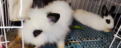 兔子打喷嚏的原因及防治方法,患上呼吸道疾病或空气污染均会导致