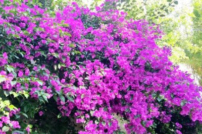 三角梅怎么过冬，将环境的温度控制在15度左右