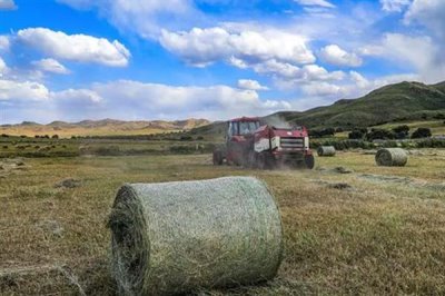 鸸鹋如何养殖,喜欢在宽场的地方上活动