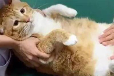 猫咪慢性肝炎是什么,是肝脏长期发炎的形成的一种病症