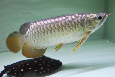 银龙鱼沉底奄奄一息的原因,可能是因为它受到了惊吓