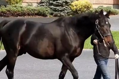 马如何繁殖后代,主要通过胎生进行繁殖