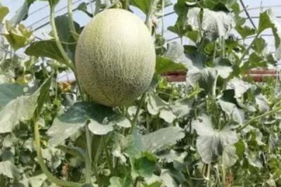 哈密瓜增产方法,整蔓摘心有助于促花保果、提高产量
