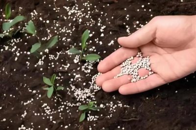 复合微生物冲施肥施用的作用,可活化土壤增加肥力等