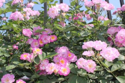 野蔷薇老杆如何扦插,尽可能在冬季或早春期间进行