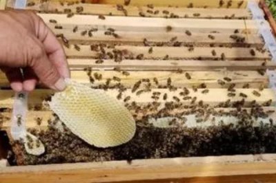 蜜蜂造脾的速度,因群势强弱、蜜源多寡等不同而不同