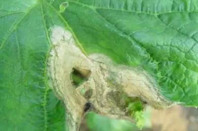 黄瓜灰霉病症状及危害,多从开败的雌花侵入