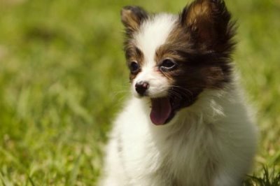 小狗拉稀带血的原因,首先要考虑的是否感染了传染病