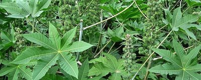 蓖麻的亩产量,平均产量为500-1000斤左右