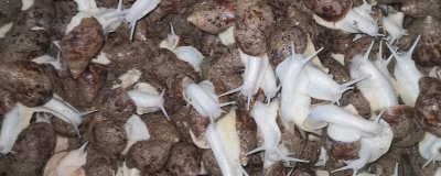 白玉蜗牛的生活习性,喜暖忌冷热且爱潮恶浸