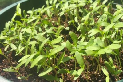 辣椒生长周期，从现蕾到坐果需要10-15天左右