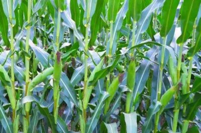 民生19玉米种子特点,播种前施足底肥