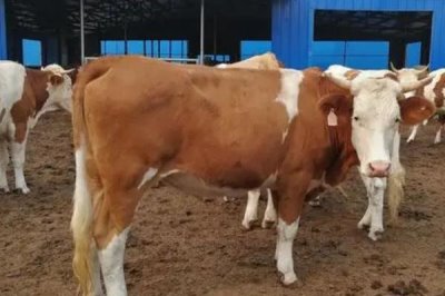 母牛一直站着不趴下是怎么回事,可能是腿部出现了病变