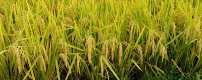 珍粳895水稻品种简介,表现中抗