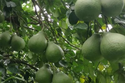 柚子如何促花保果,结果前一年控制树势可让其早开花