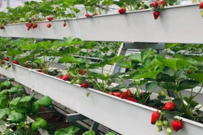 草莓无土栽培技术,栽培槽有下挖式栽培槽和高畦栽培槽两种