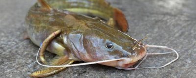 江鼠的产地,广泛分布在长江至珠江各水系