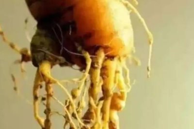 萝卜根结线虫的为害症状，主要为害根系