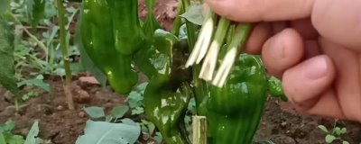 辣椒怎么嫁接，可采用劈接、插接、套管嫁接等方式
