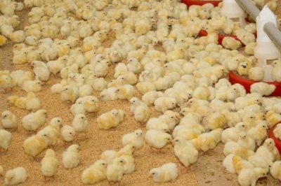 蛋鸡饲料添加剂的原料种类，常见玉米、麦类、豆饼等类型