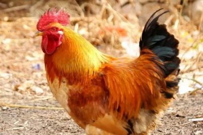 鸡吃沙子和石头的原因,主要是为了研磨食物