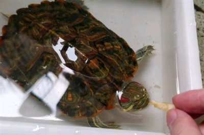 巴西黄耳龟怎么养，水温保持在20-30℃之间为佳