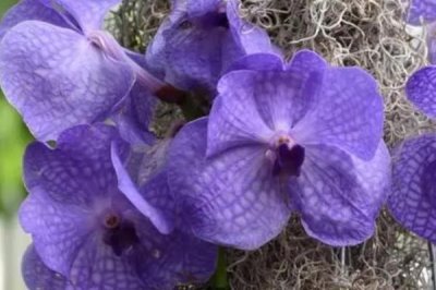 万代兰的养殖方法,一般采用高芽繁殖技术