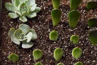 多肉植物叶片多久可以生根抽芽，正常温度下大概需15天左右