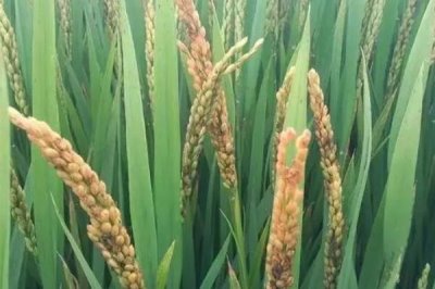 水稻幼穗分化时要注意哪些事项,做好光照、水分、温度等管理工作