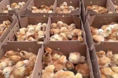 小鸡快死亡怎么处理，可尝试饲喂土霉素