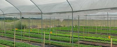 怎么解决冬季蔬菜大棚滴水,选择优质无滴膜