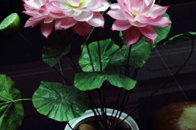 荷花水培的种植方法,4月份左右种植为佳