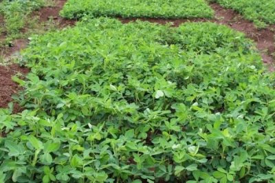 花生追肥时间,苗期和开花结荚期均可施肥