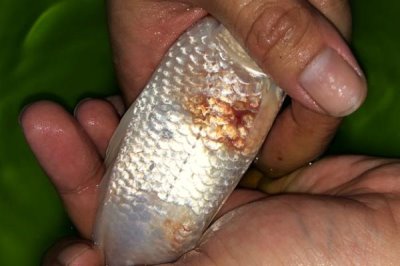 锦鲤为什么会烂鳞烂肉,主要原因是受到了病菌感染