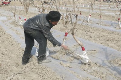 果树涂杆肥有效果吗,能起到增强树体营养、促进花芽分化等效果