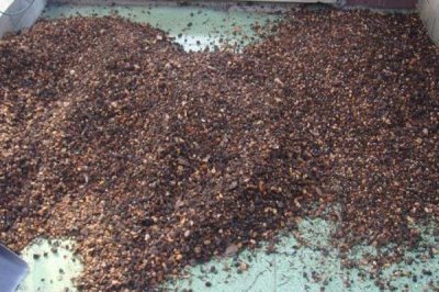 家庭兰花的养殖方法，只能使用复合化肥稀释后浇灌