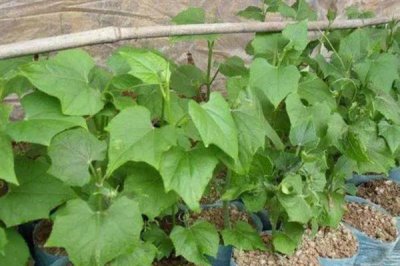 佛手瓜怎么种植，用温水浸种1小时再播种