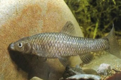 麦穗鱼简介,是常见的小型淡水鱼