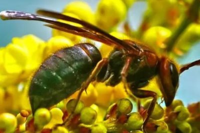 虎头蜂蜇人后自己会不会死,蜇人后自己是不会死