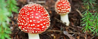 如何辨别有毒野生菌，可以观外形、闻气味或做变色实验