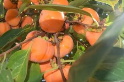 柿子和西红柿的区别，科属和形态都不同