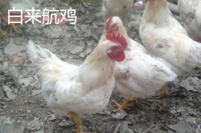 常见的蛋鸡品种,白来航鸡的年产蛋量可达到300枚