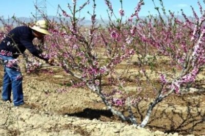 桃树秋施基肥的方法,可在行间开沟施肥