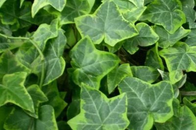 洋常春藤是什么植物,是多年生常绿攀援灌木