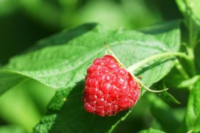 种植树莓的利润,夏果型品种的亩收益为4000元左右