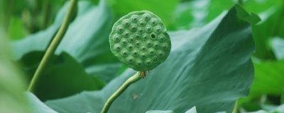 莲蓬的寓意,寓意多子多孙