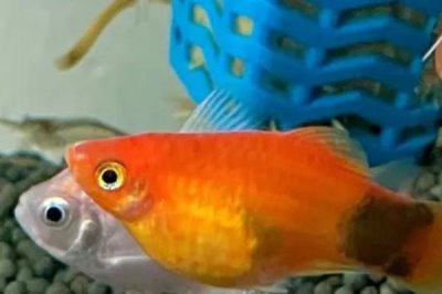 米奇鱼会吃小鱼吗，只要大鱼处于饥饿状态便会吃小鱼