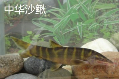 优质泥鳅品种,真泥鳅最为常见